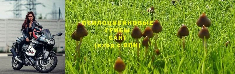 hydra как зайти  цены наркотик  Щёкино  Галлюциногенные грибы Psilocybe 